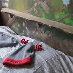 Groepsaccommodatie In De Bedstee Sprookje *